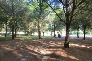 Parque Forestal La Suara